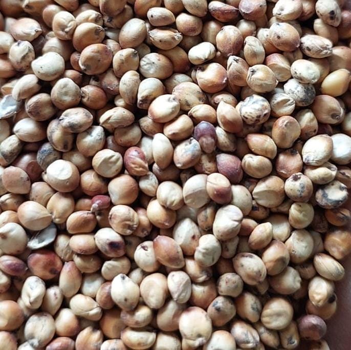 Sorgo BRS Ponta Negra